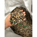 New Arrival Xinjiang Originated by Owned Factory Big Size 11.5cm AA Chinese Black Watermelon Seeds